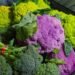 FDA Raises Recall of Walmart Broccoli to Highest Level