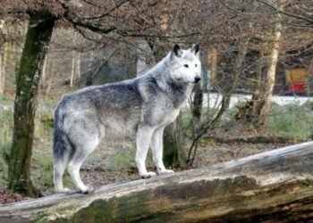 Trump Administration Halts Colorado's Importation of Canadian Gray Wolves