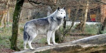 Trump Administration Halts Colorado's Importation of Canadian Gray Wolves