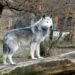 Trump Administration Halts Colorado's Importation of Canadian Gray Wolves